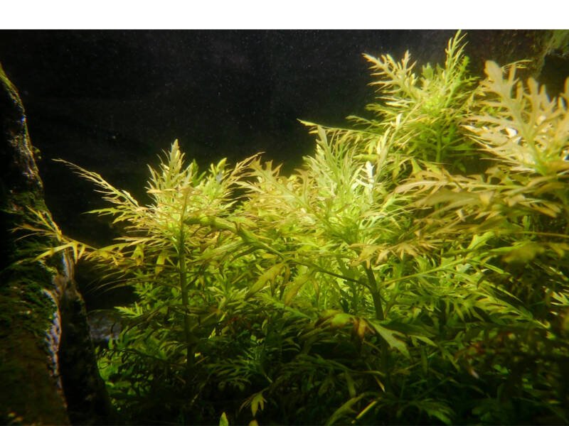 El sprite de agua flotante podría ser una planta ideal para la configuración del acuario de gouramis perlados