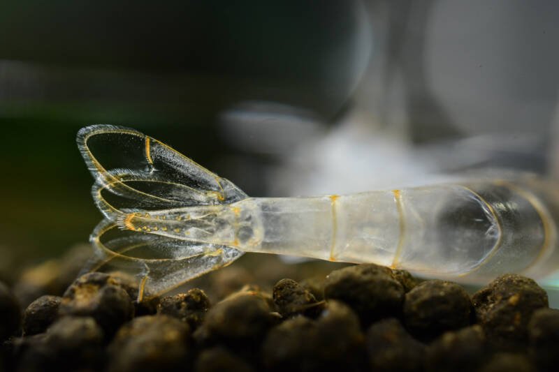 Yamato shrimp exoskeleton after molting and shedding process laying on aquarium substrate.