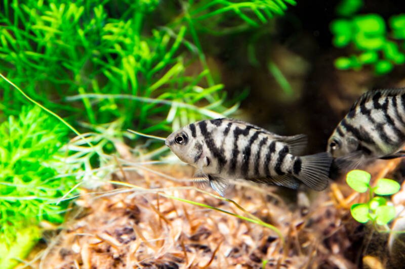 Pair of Amatitlania nigrofasciata fish also known as convict or zebra fish swimming in a planted aquarium