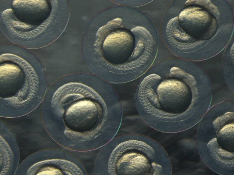 Embriones de pez cebra en sus coriones, etapa somita