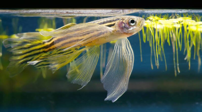Sublime long-fined Danio rerio also known as zebrafish at the surface of aquarium 