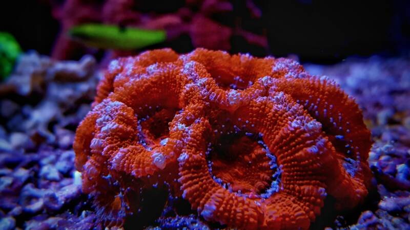 Red acan brain coral macro shot