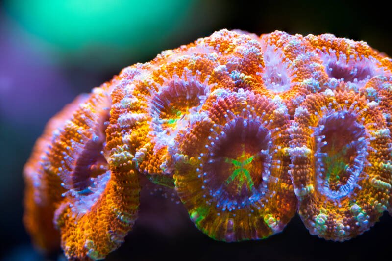 Acanthastrea echinata also known as Acan Brain Coral close-up in reef aquarium