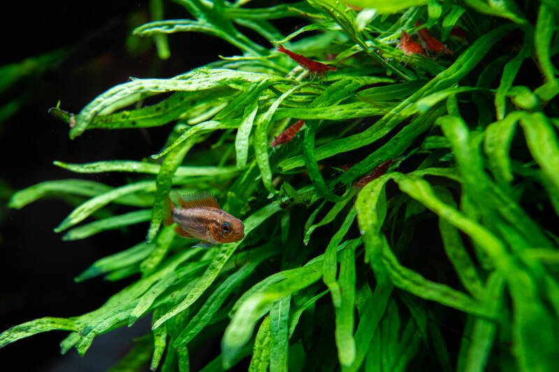 Apistogramma bitaeniata mamuri​ swimming in Java Fern leaves in a planted community tank with red shrimps