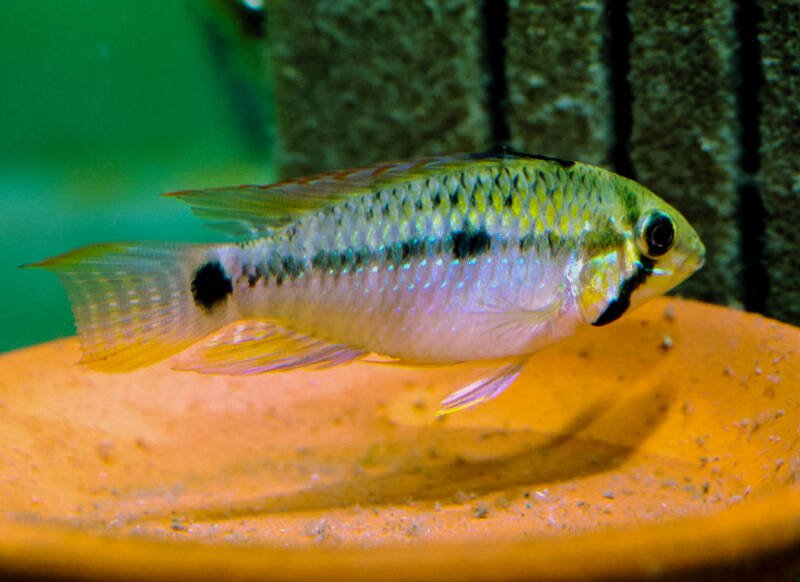 Apistogramma steindachneri also known as well as Steindachner's dwarf cichlid is about to lay eggs in aquarium