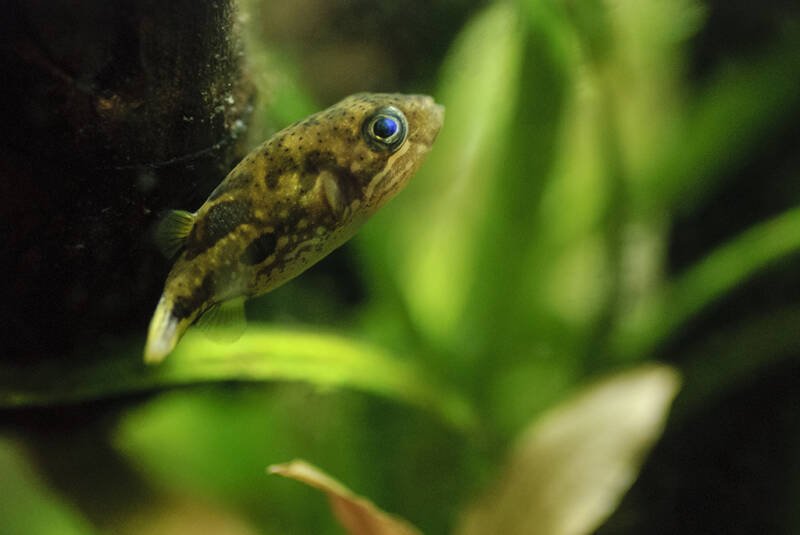 Carinotetraodon travancoricus commonly known as dwarf puffer swimming in planted aquarium