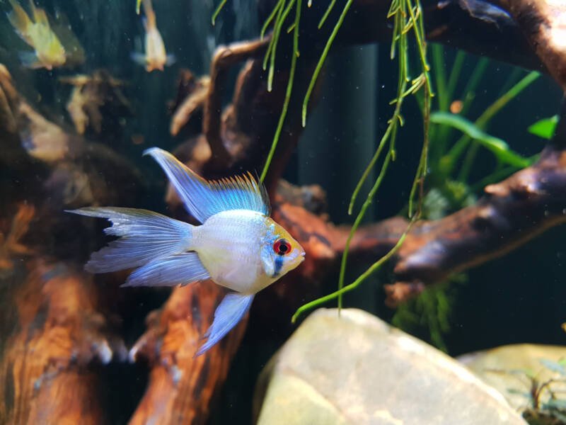 blue neon ram cichild fish or microgeophagus in a fish tank
