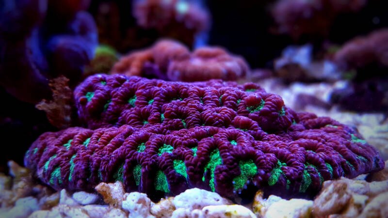Brain coral favites sp. stands out in a reef aquarium for its bright purple and green colors