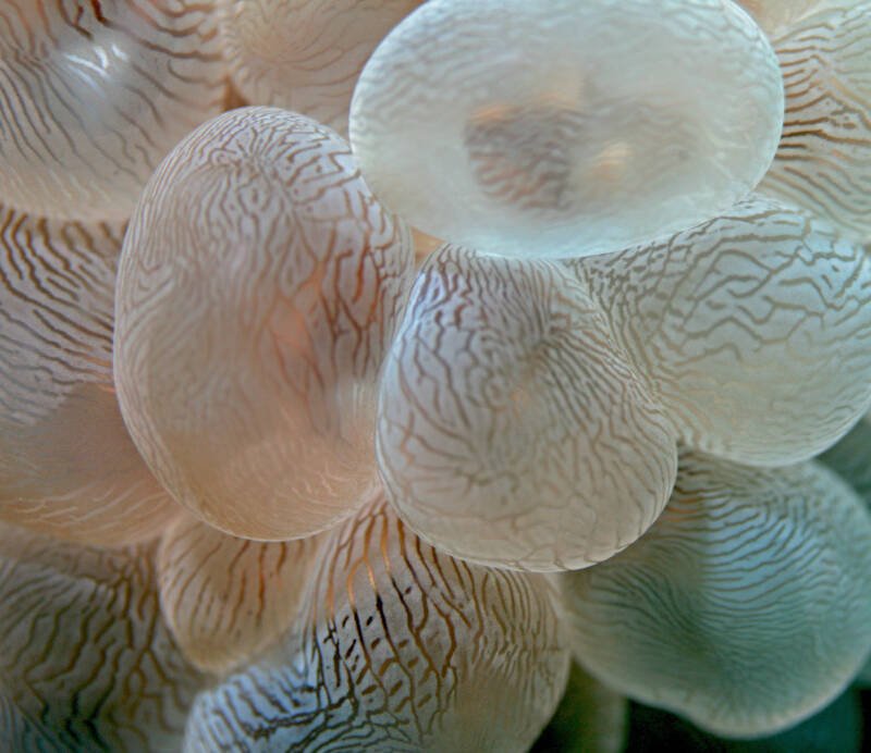 Macro shot of The Bubble coral Plerogyra spp