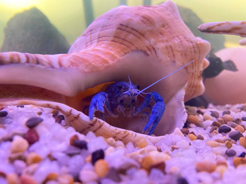 Electric blue crayfish hiding in a shell on the bottom of freshwater aquarium