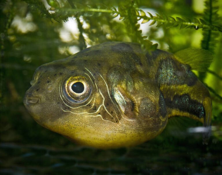 Pea Puffers • Care Guide (Tank Setup, Mates &amp; Diet)