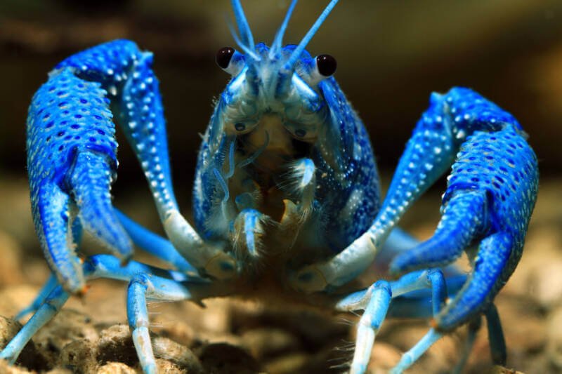 Close-up of electric blue crayfish