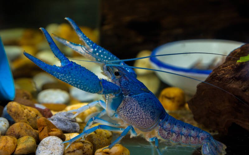 Electric blue crayfish on the gravel bottom of aquarium
