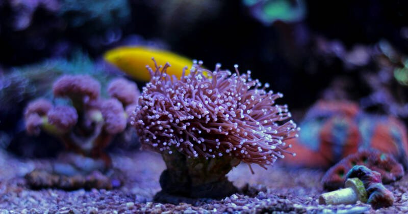 Purple Euphyllia Torch LPS coral in a reef aquarium