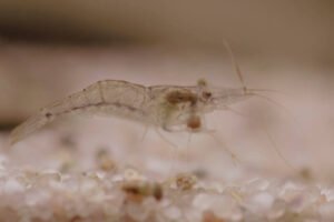 How Long Do Ghost Shrimp Eggs Take To Hatch - Cash Syle1983