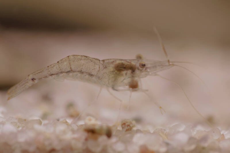 Close-up of a ghost shrimp on a sandy aquarium bottom