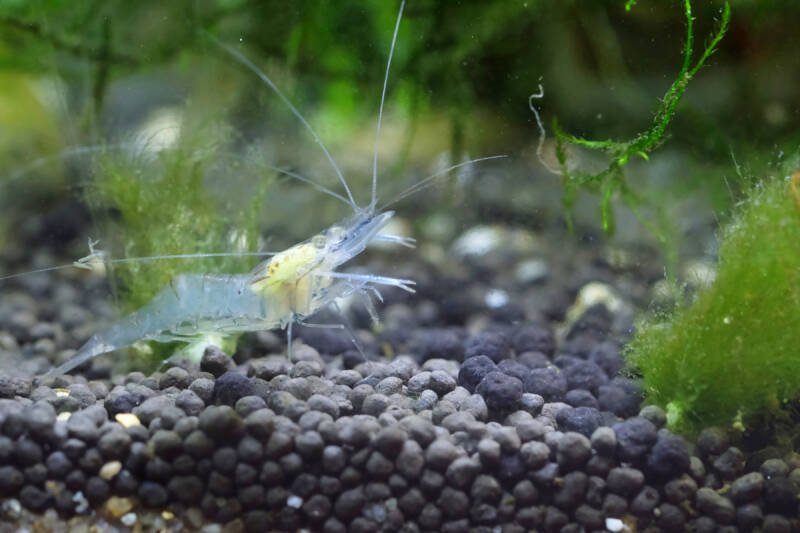Camarón fantasma de agua dulce hembra que no lleva los huevos en el fondo del acuario
