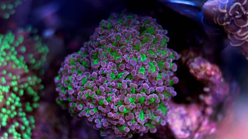 Frogspawn Coral (Euphyllia divisa) in reef aquarium