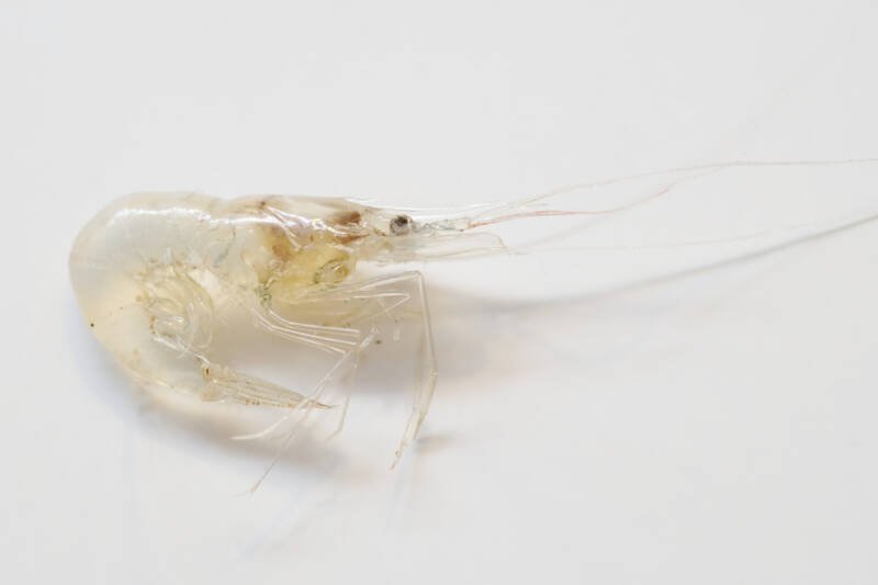 ghost shrimp close-up on a white background