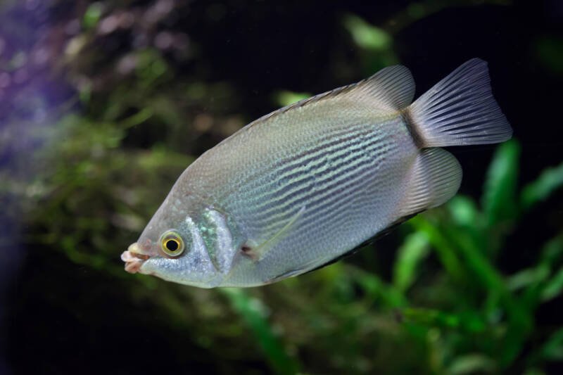 Close up of wild Helostoma temminckii commonly known as mottled or pibald kissing gourami in a planted aquarium