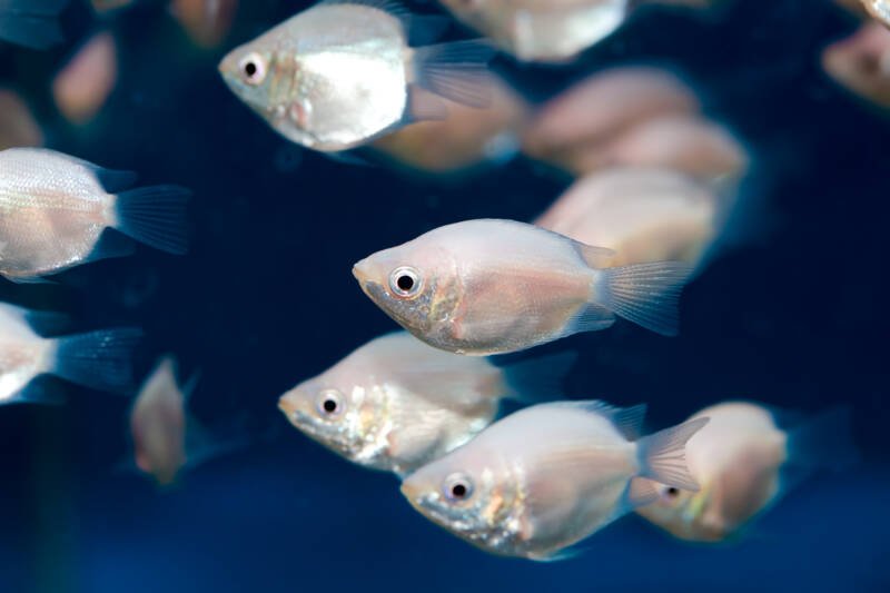 A shoal of Helostoma temminckii commonly known as kissing gourami in aquarium