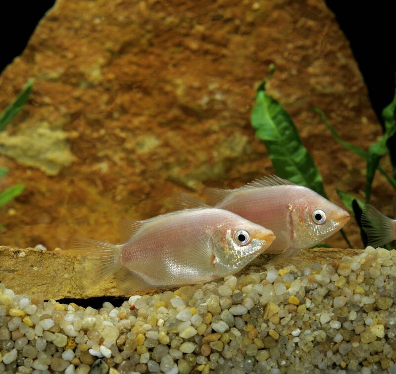 Pair of Helostoma temminckii commonly known as kissing gourami swimming near the sandy bottom of aquarium against the rock
