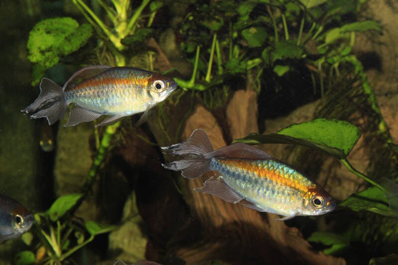 Pair of Congo tetras swimming through live plants in aquarium