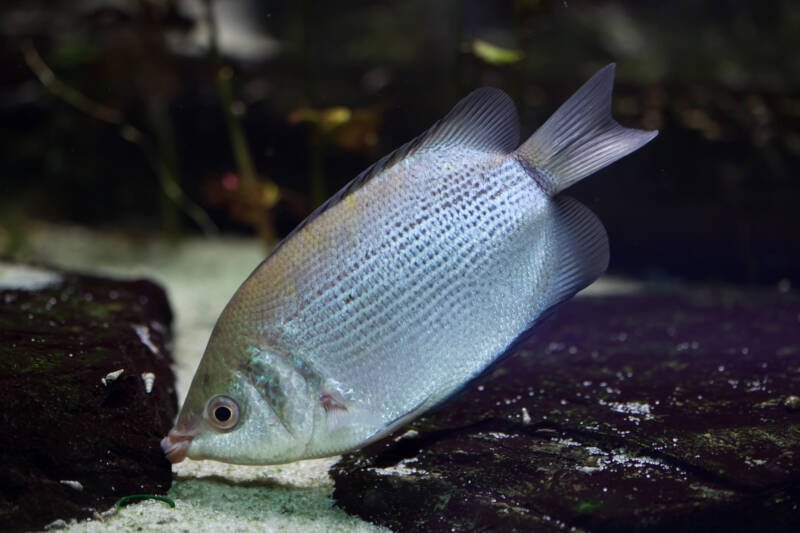 Large kissing gourami fish feeding on algae on the rocks in a freshwater aquarium