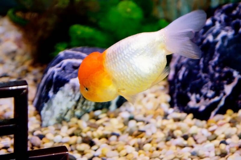 Oranda goldfish is often confused with the Lionhead goldfish