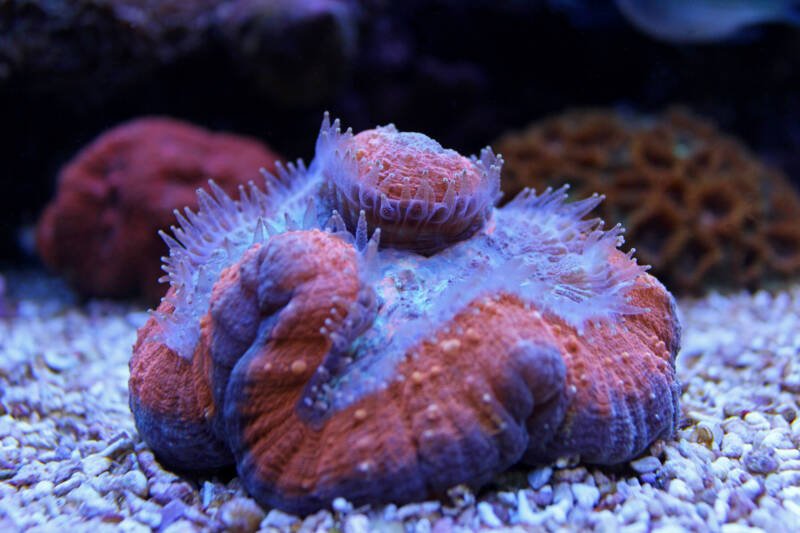Colorful Lobophyllia LPS coral also known as brain coral in reef aquarium