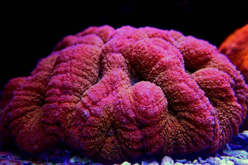 Lobophyllia hemprichii also known as Brain LPS coral close-up on a black background in a reef tank