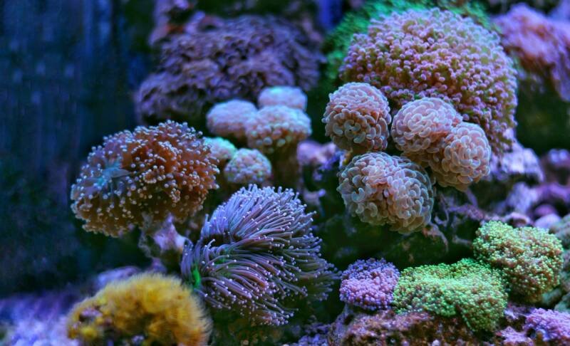 Euphyllia spp. LPS corals in a reef aquarium