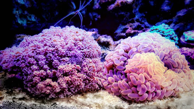 Purple Euphyllia Anchor and Frogspawn LPS corals - Euphylliidae spp in reef aquarium