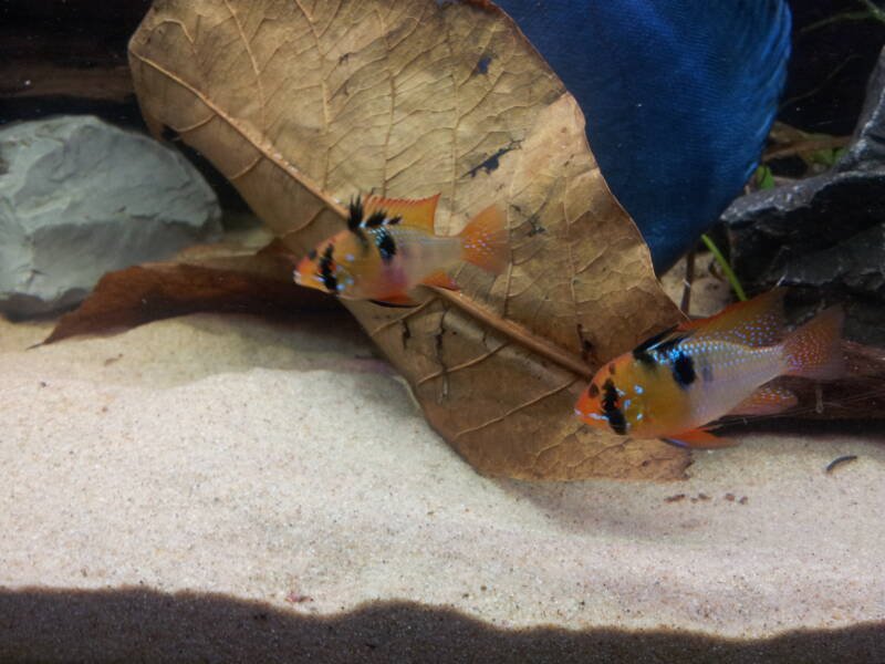 Pair of Mikrogeophagus ramirezi commonly known as ram cichlid swimming near the sandy bottom with indian almond leaves in aquarium