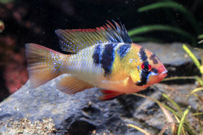 Mikrogeophagus ramirezi also known as well as Ram Cichlid swimming against the flat rock in a freshwater aquarium