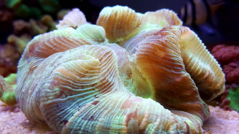 Close-up of Open brain trachyphyllia lps coral in reef aquarium