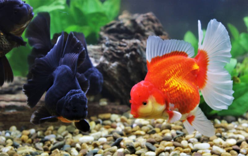A pair of oranda goldfish digging into a gravel substrate on the bottom of aquarium