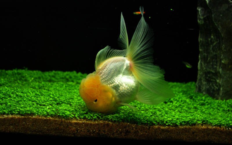 Oranda goldfish searching for food on a planted bottom of aquarium