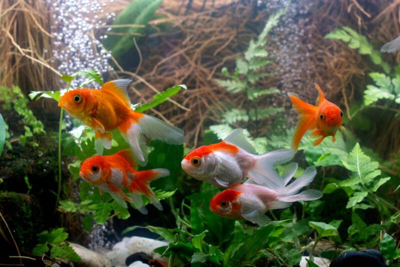 A group of oranda goldfish swimming in a planted aquarium with an air bubbler