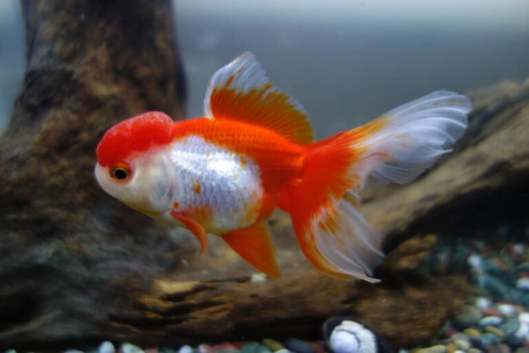 Oranda Goldfish • Care Guide (Tank Setup, Mates & Diet)