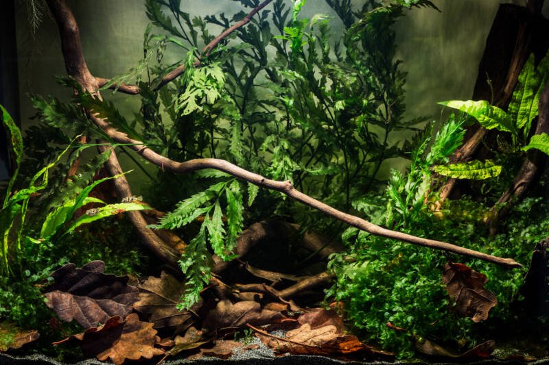 Dwarf pufferfish (Carinotetraodon travancoricus) planted aquarium setup with plant material