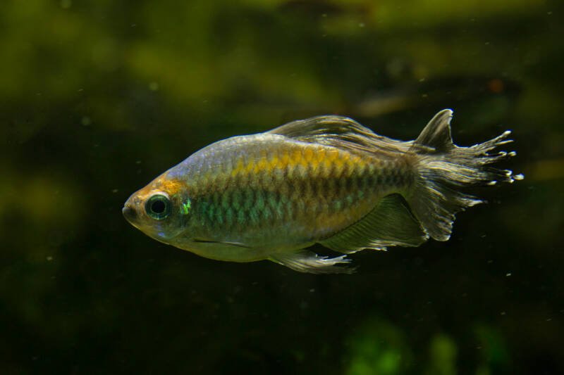 Phenacogrammus interruptus known as well as Congo tetra swimming in aquarium