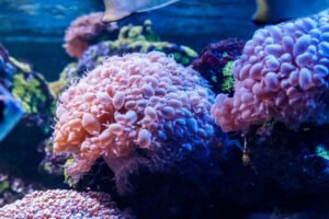 Top 10 LPS Corals for Beginners • Fish Tank Advisor