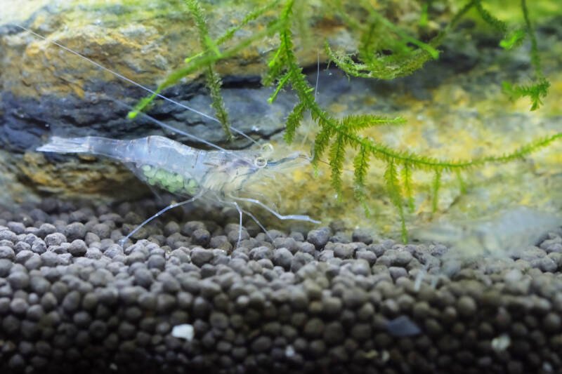 Ghost shrimp (Palaemonetes paludosus) carrying green eggs in her belly in aquarium