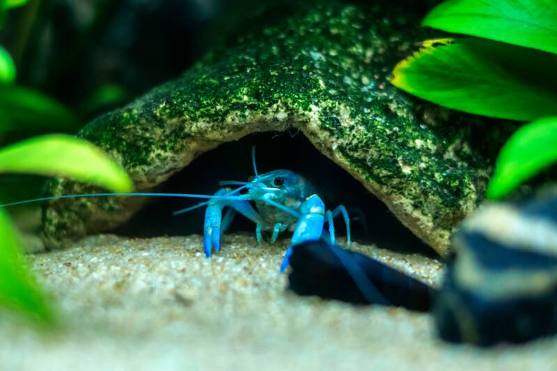 Procambarus alleni also known as Blue crayfish in its hideout in a freshwater aquarium