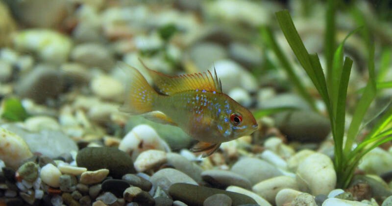 Ram cichlid on aquarium gravel in a planted tank