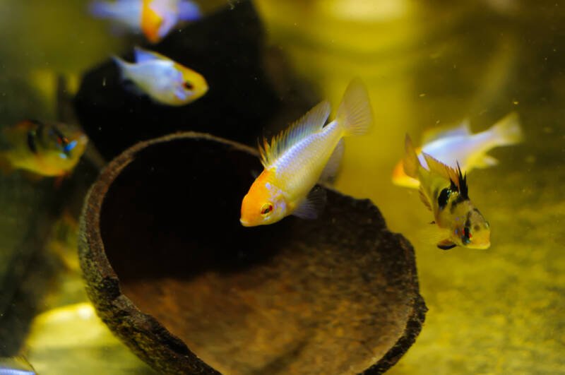 School of Mikrogeophagus ramirezi also known as dwarf ram cichlid swimming in a decorated aquarium