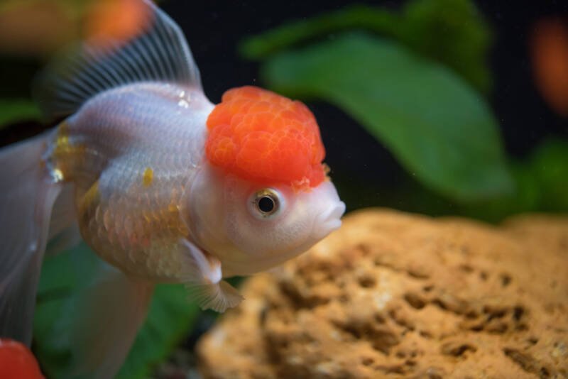 Red cup Oranda goldfish variety in a planted tank