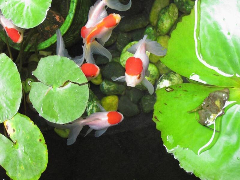 Group of Red cups or Oranda goldfish swimming in a pond with floating plants