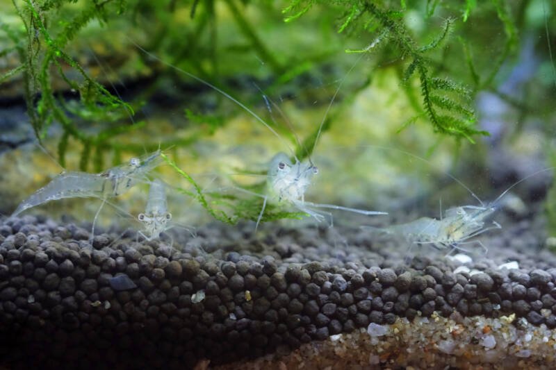Group of Ghost shrimp on the bottom of freshwater aquarium